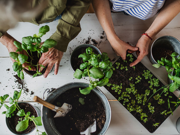 people potting plants