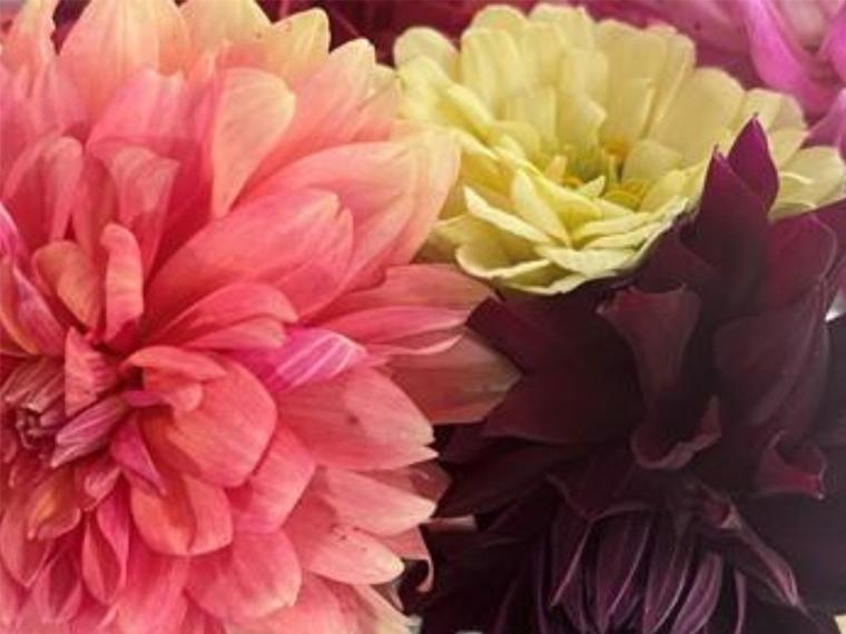 A close up photo of dahlia flowers in pinks, yellows, and dark purple. 