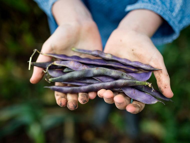 An image of hands holding harvested Royal Burgundy Bush Beans