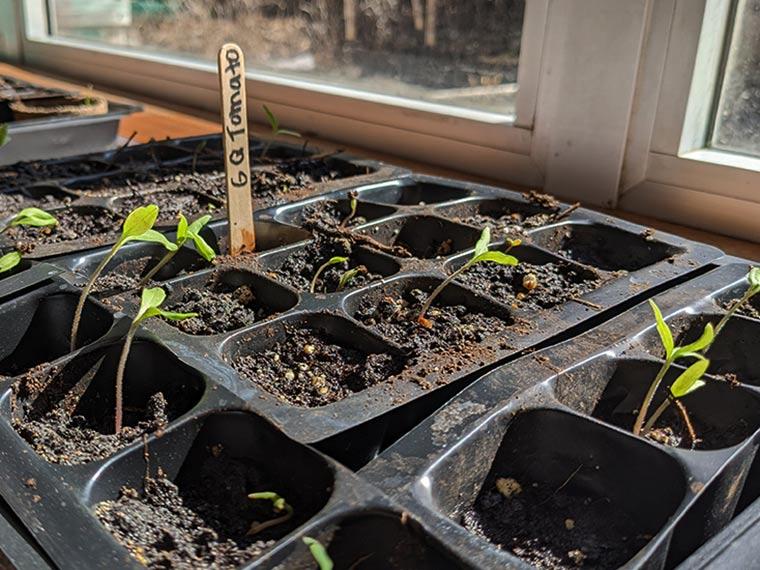 Seed tray with seedlings sprouting, stake reads "GQ Tomato"