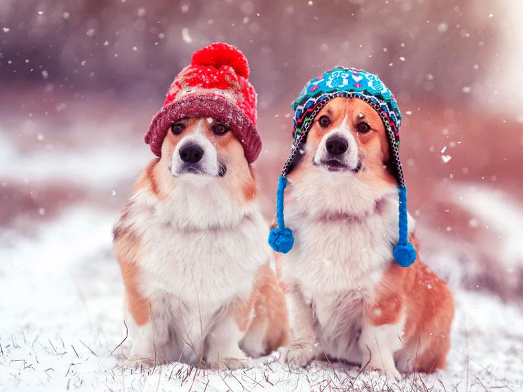Two dogs with knitted hats sitting in a snowy feild.