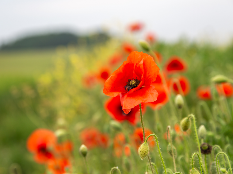 Poppies in a meadow.