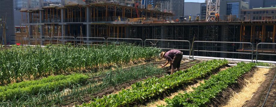 Toronto Metropolitan University (formerly Ryerson University) Farm, Roots and Bulbs, 2017. Photo by Jayne Milese