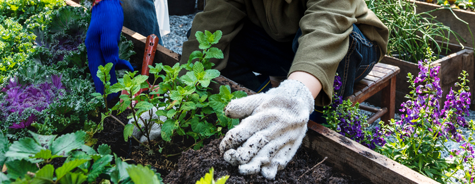 A child and adult wearing gloves transplanting flowers into a garden bed.