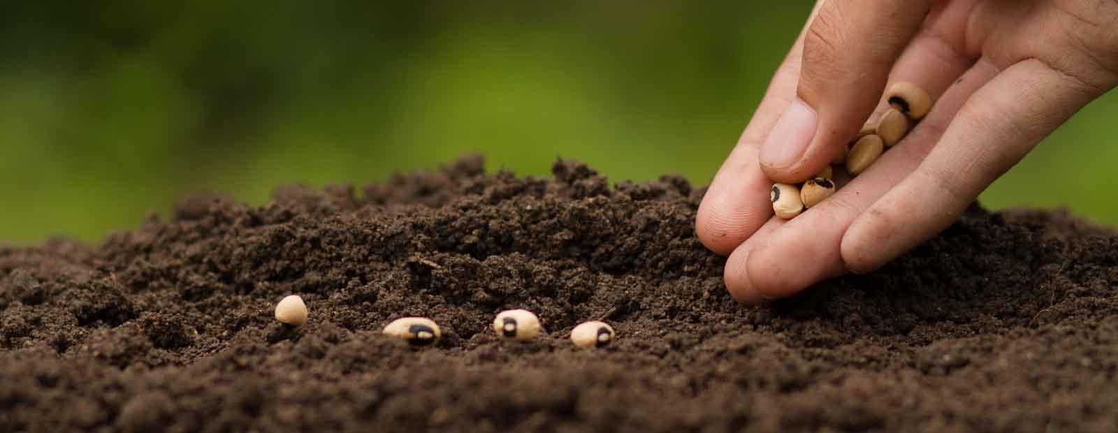 A hand sowing seeds into soil.