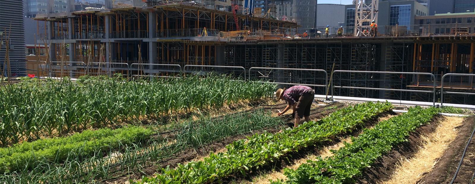 Toronto Metropolitan University (formerly Ryerson University) Farm, Roots and Bulbs, 2017. Photo by Jayne Milese